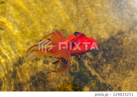 大和郡山-金魚養殖の風景 大和郡山-金魚養殖の風景 129833251