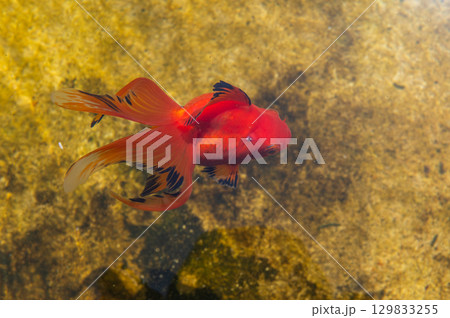 大和郡山－金魚養殖の風景 129833255