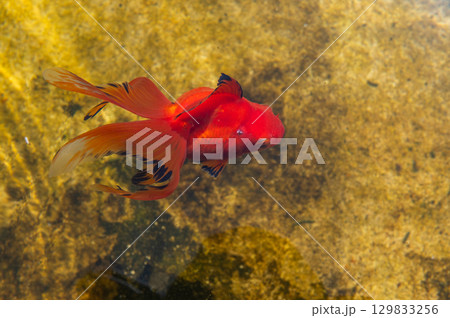 大和郡山-金魚養殖の風景 大和郡山-金魚養殖の風景 129833256