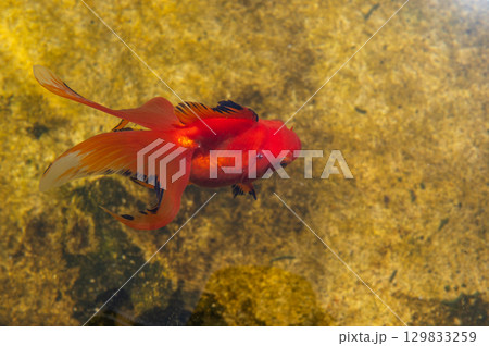 大和郡山-金魚養殖の風景 大和郡山-金魚養殖の風景 129833259