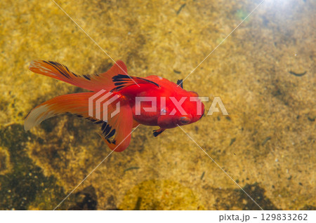 大和郡山－金魚養殖の風景 129833262