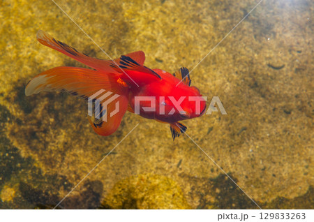 大和郡山－金魚養殖の風景 129833263