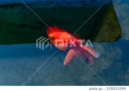 大和郡山-金魚養殖の風景 大和郡山-金魚養殖の風景 129833269