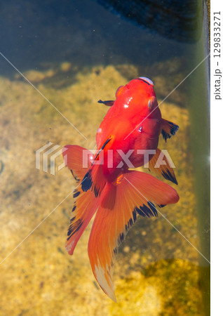 大和郡山-金魚養殖の風景 大和郡山-金魚養殖の風景 129833271