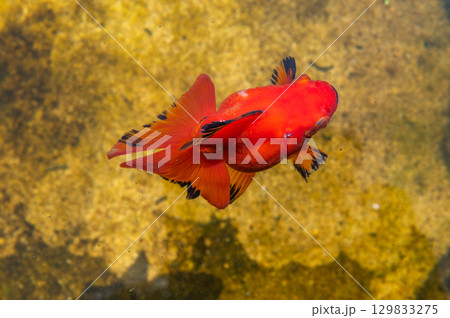 大和郡山－金魚養殖の風景 129833275