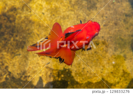 大和郡山-金魚養殖の風景 大和郡山-金魚養殖の風景 129833276