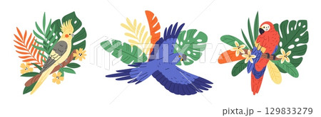 Tropical parrots in leaves. Exotic bright wild birds with beautiful plants and flowers, summer jungle compositions design, cartoon flat style isolated flora and fauna garish vector set 129833279