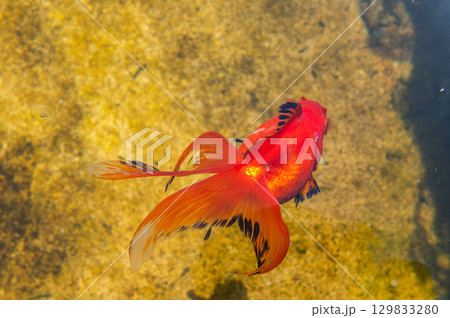 大和郡山－金魚養殖の風景 129833280