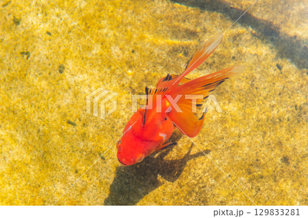 大和郡山－金魚養殖の風景 129833281