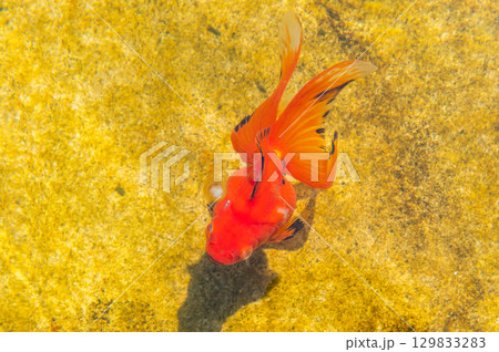 大和郡山－金魚養殖の風景 129833283