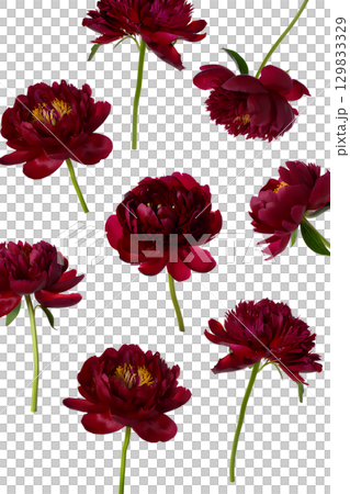 Elegant burgundy peony bouquet in full bloom, lush floral arrangement isolated on transparent background Elegant burgundy peony bouquet in full bloom, lush floral arrangement isolated on transparent background 129833329