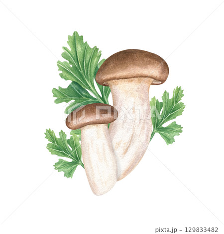 Edible mushrooms among aromatic mitsuba leaves watercolor illustration on isolated background. King oyster trumpet mushroom and seasoning greenery for cooking. Vegan and vegetarian Asian cuisine. Edible mushrooms among aromatic mitsuba leaves watercolor illustration on isolated background. King oyster trumpet mushroom and seasoning greenery for cooking. Vegan and vegetarian Asian cuisine. 129833482