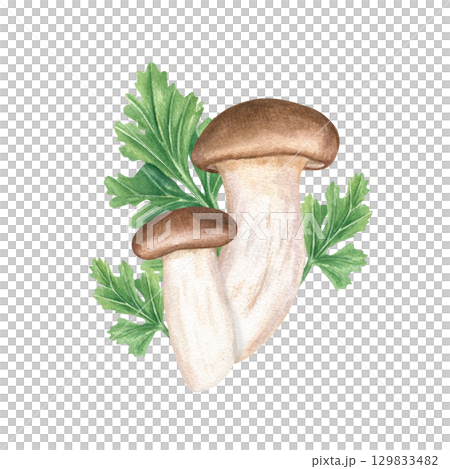 Edible mushrooms among aromatic mitsuba leaves watercolor illustration on isolated background. King oyster trumpet mushroom and seasoning greenery for cooking. Vegan and vegetarian Asian cuisine. Edible mushrooms among aromatic mitsuba leaves watercolor illustration on isolated background. King oyster trumpet mushroom and seasoning greenery for cooking. Vegan and vegetarian Asian cuisine. 129833482