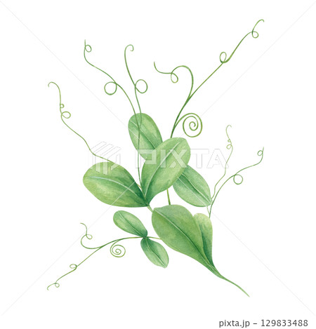 Fresh spring green pea shoots sprout bouquet watercolor illustration on isolated background. Hand drawn legume micro greens, ingredients for healthy food concept, vegan recipe, organic product. 129833488
