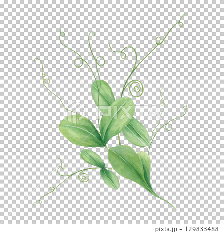 Fresh spring green pea shoots sprout bouquet watercolor illustration on isolated background. Hand drawn legume micro greens, ingredients for healthy food concept, vegan recipe, organic product. 129833488