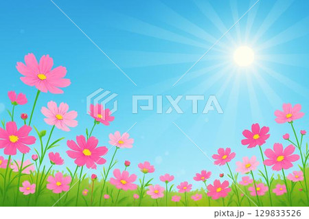 コスモス　太陽　青空 129833526