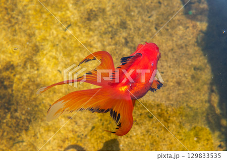大和郡山－金魚養殖の風景 129833535