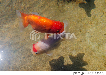 大和郡山－金魚養殖の風景 129833543