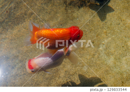 大和郡山-金魚養殖の風景 大和郡山-金魚養殖の風景 129833544