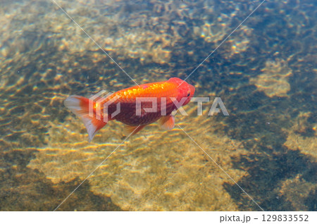 大和郡山－金魚養殖の風景 129833552