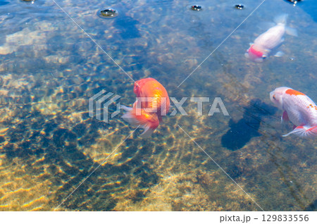 大和郡山－金魚養殖の風景 129833556