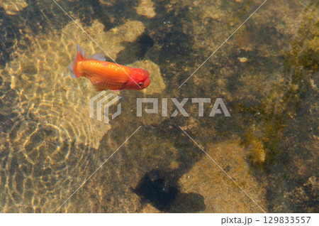 大和郡山－金魚養殖の風景 129833557