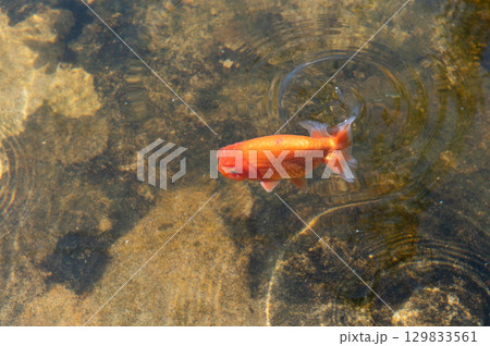 大和郡山－金魚養殖の風景 129833561