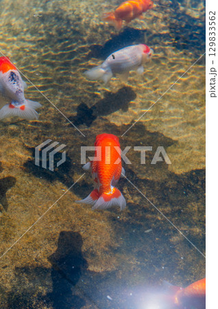 大和郡山－金魚養殖の風景 129833562