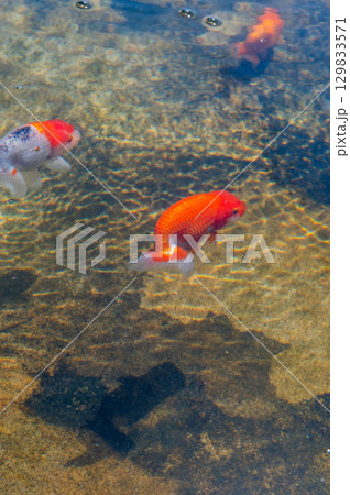 大和郡山－金魚養殖の風景 129833571