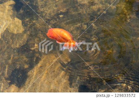 大和郡山-金魚養殖の風景 大和郡山-金魚養殖の風景 129833572