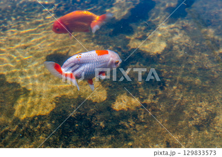 大和郡山－金魚養殖の風景 129833573