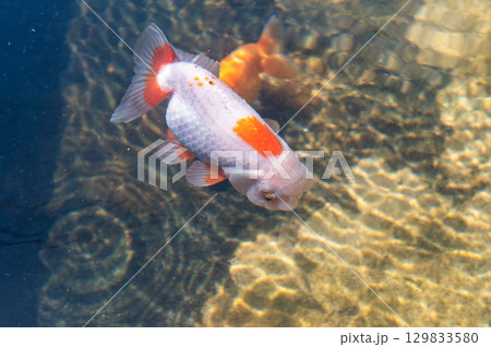 大和郡山-金魚養殖の風景 大和郡山-金魚養殖の風景 129833580