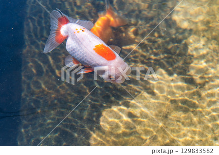 大和郡山-金魚養殖の風景 大和郡山-金魚養殖の風景 129833582