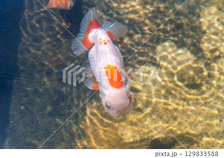 大和郡山－金魚養殖の風景 129833588