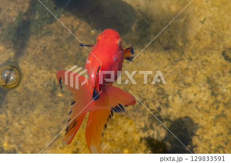 大和郡山－金魚養殖の風景 129833591