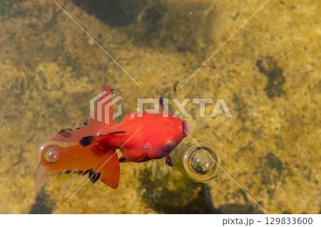 大和郡山－金魚養殖の風景 129833600