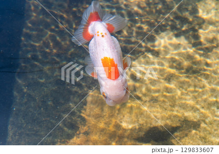大和郡山-金魚養殖の風景 大和郡山-金魚養殖の風景 129833607