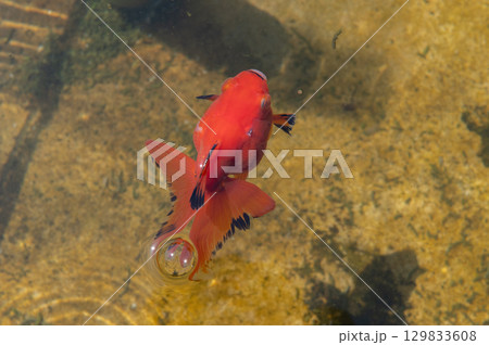 大和郡山－金魚養殖の風景 129833608