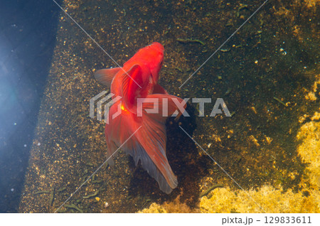 大和郡山-金魚養殖の風景 大和郡山-金魚養殖の風景 129833611