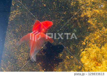 大和郡山－金魚養殖の風景 129833613