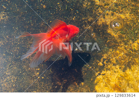大和郡山-金魚養殖の風景 大和郡山-金魚養殖の風景 129833614