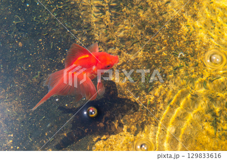 大和郡山-金魚養殖の風景 大和郡山-金魚養殖の風景 129833616