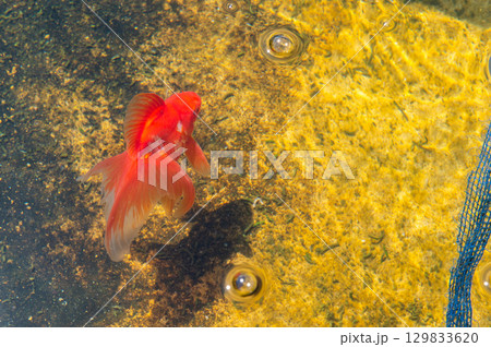 大和郡山-金魚養殖の風景 大和郡山-金魚養殖の風景 129833620