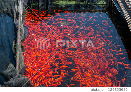 大和郡山－金魚養殖の風景 129833633