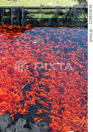 大和郡山－金魚養殖の風景 129833636