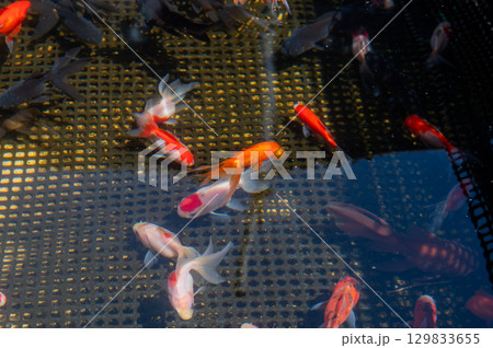 大和郡山-金魚養殖の風景 大和郡山-金魚養殖の風景 129833655
