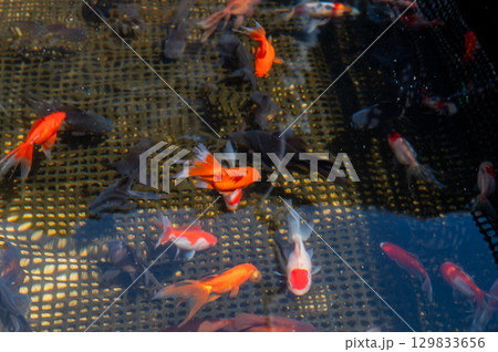 大和郡山-金魚養殖の風景 大和郡山-金魚養殖の風景 129833656