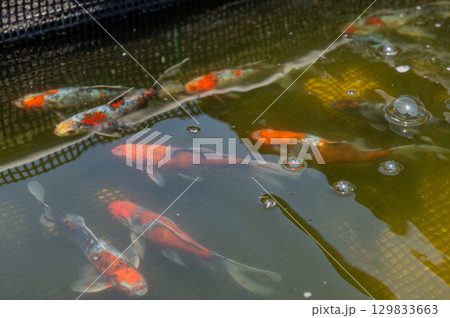 大和郡山－金魚養殖の風景 129833663