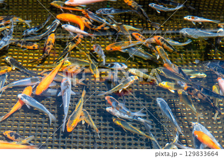 大和郡山－金魚養殖の風景 129833664