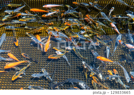 大和郡山-金魚養殖の風景 大和郡山-金魚養殖の風景 129833665